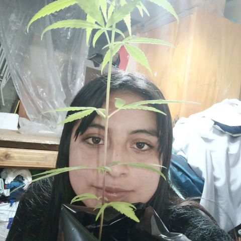 Clarita01 growlog photo: Completamente sana con una altura de 29 cm 
Y las hojas grandes 
Con variación en los entre nudos con nuevas hojitas entre el par de hojas 4
