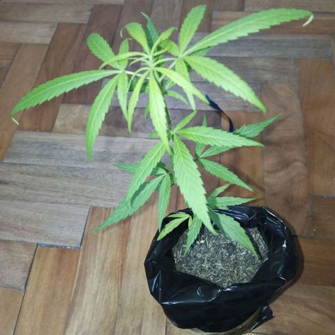 Clarita01 growlog photo: Completamente sana con una altura de 29 cm 
Y las hojas grandes 
Con variación en los entre nudos con nuevas hojitas entre el par de hojas 4
