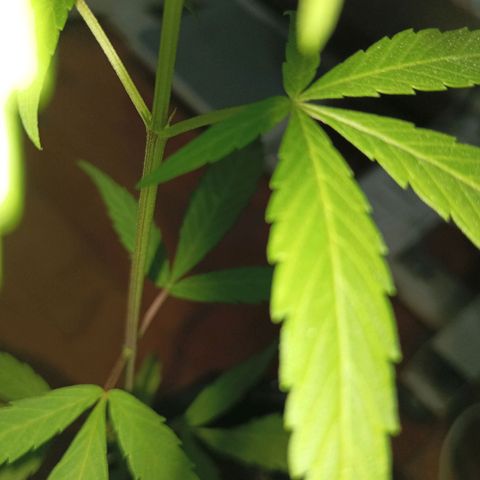 Clarita01 growlog timeline photo