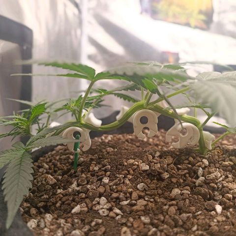 Blackberry FB 03 growlog timeline photo