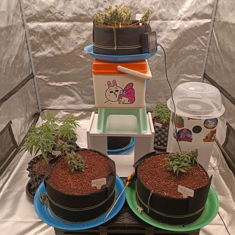 Blackberry FB 03 growlog timeline photo