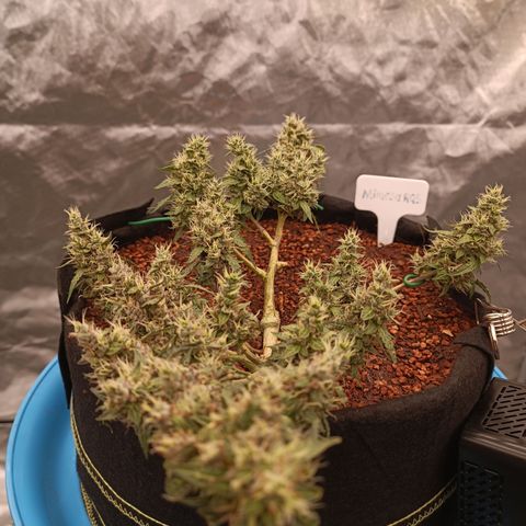 Blackberry FB 03 growlog timeline photo