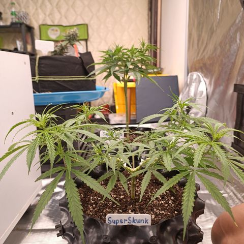 Blackberry FB 03 growlog timeline photo