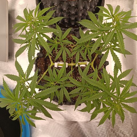 Blackberry FB 03 growlog timeline photo