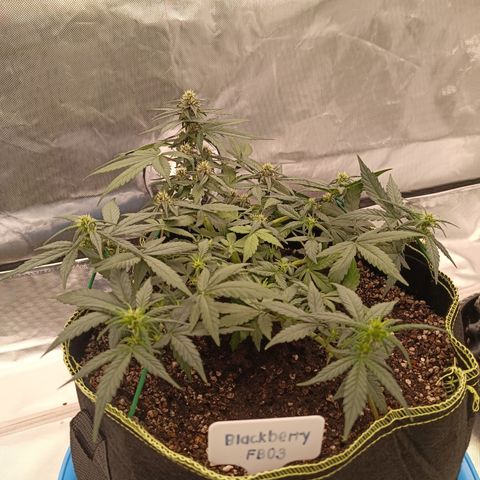 Blackberry FB 03 growlog timeline photo