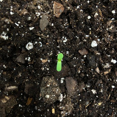 El Pepe growlog timeline photo