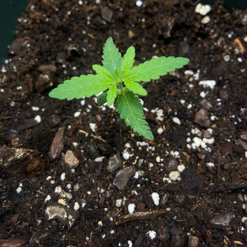 El Pepe growlog timeline photo