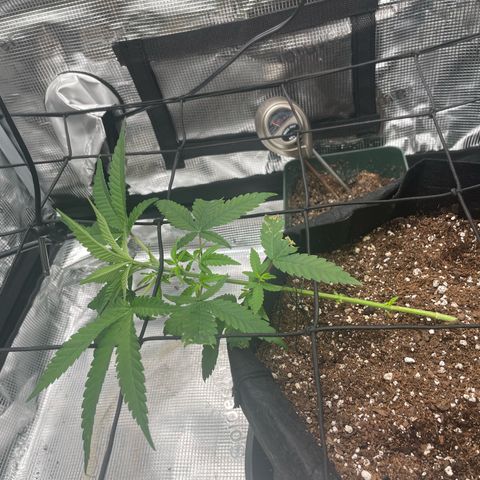 El Pepe growlog timeline photo