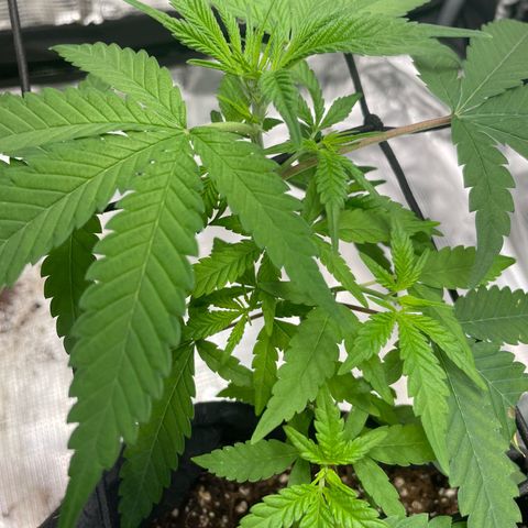 El Pepe growlog timeline photo