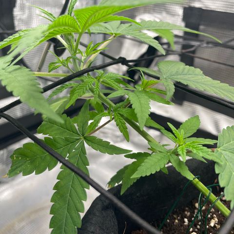 El Pepe growlog timeline photo