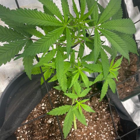 El Pepe growlog timeline photo