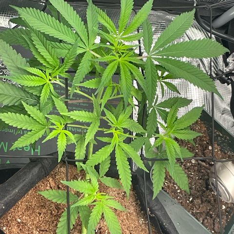El Pepe growlog timeline photo