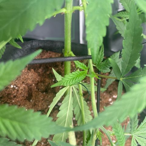 El Pepe growlog photo: Cuando quieres hacer antifotosintesis 🌚