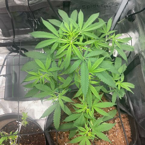 El Pepe growlog timeline photo