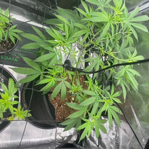 El Pepe growlog timeline photo