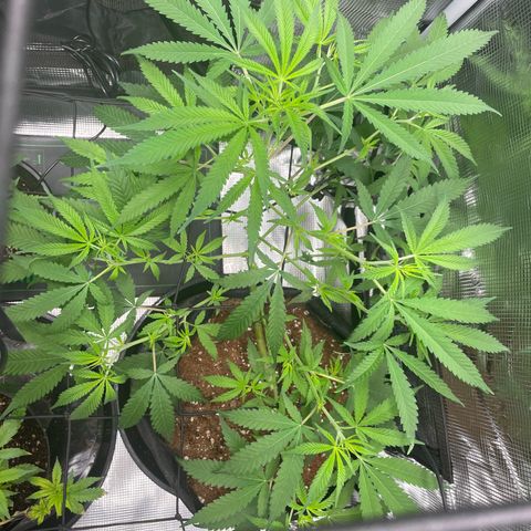 El Pepe growlog timeline photo