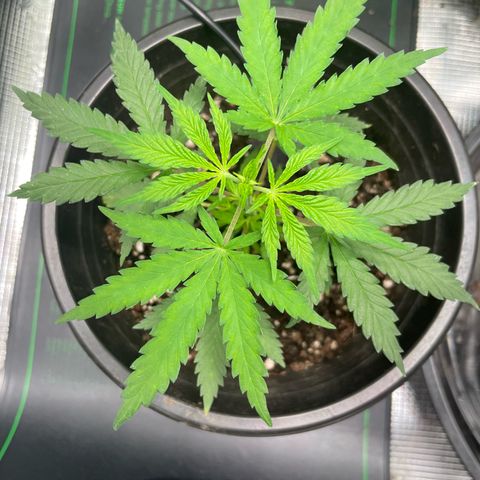 Genius Juice growlog timeline photo