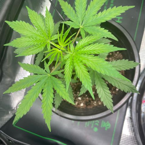Genius Juice growlog timeline photo