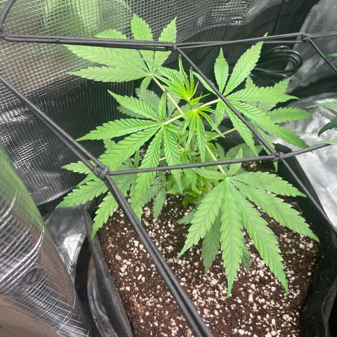 Genius Juice growlog timeline photo