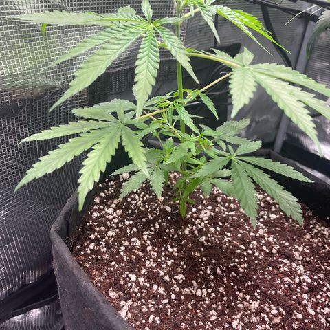 Genius Juice growlog timeline photo