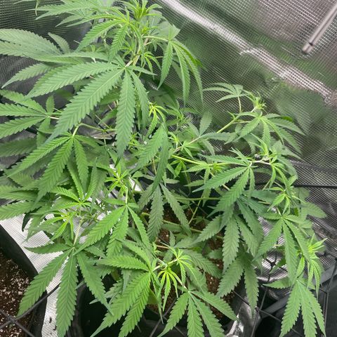 El Pepe growlog timeline photo