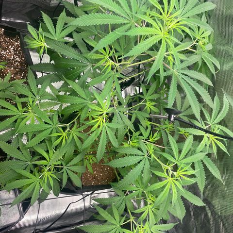 El Pepe growlog timeline photo