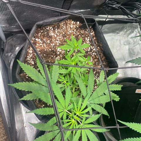 Genius Juice growlog timeline photo