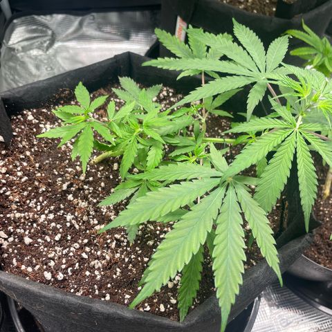 Genius Juice growlog timeline photo