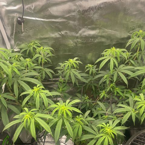 El Pepe growlog timeline photo