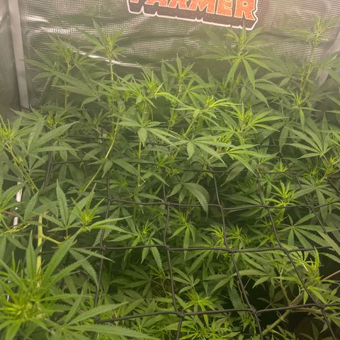 El Pepe growlog timeline photo