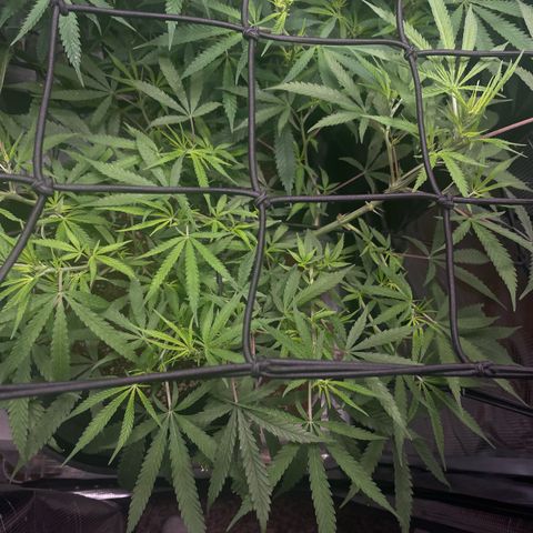 Genius Juice growlog timeline photo