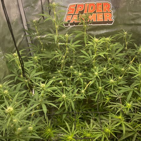 El Pepe growlog timeline photo