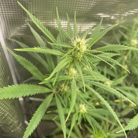El Pepe growlog timeline photo