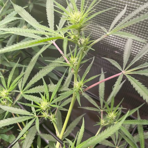 Genius Juice growlog timeline photo