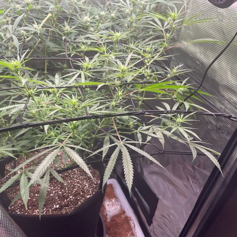 Genius Juice growlog timeline photo