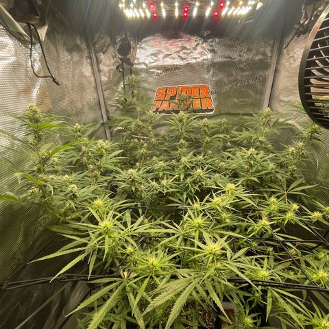 El Pepe growlog timeline photo