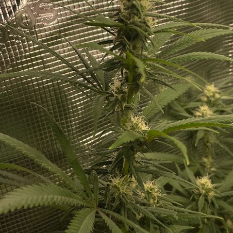 El Pepe growlog timeline photo
