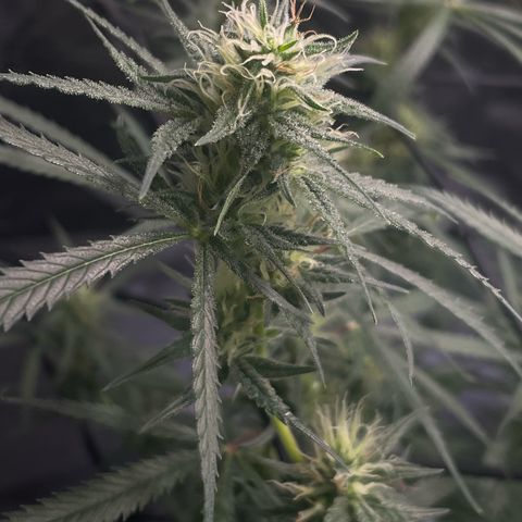 Genius Juice growlog timeline photo