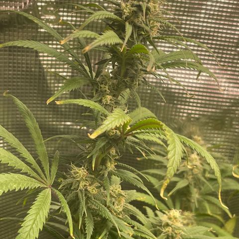 El Pepe growlog timeline photo