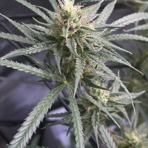 Genius Juice growlog timeline photo