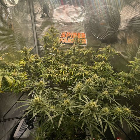 Genius Juice growlog timeline photo