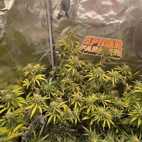 El Pepe growlog timeline photo