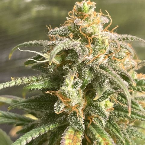 El Pepe growlog timeline photo