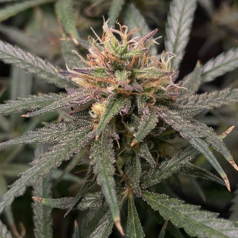Genius Juice growlog timeline photo