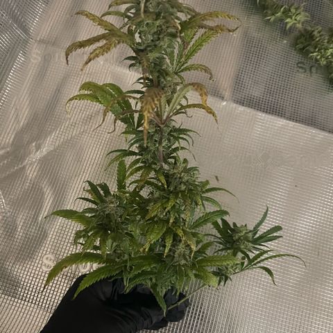 El Pepe growlog timeline photo