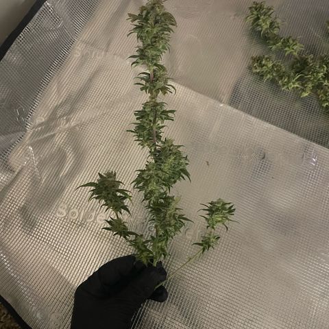 El Pepe growlog timeline photo