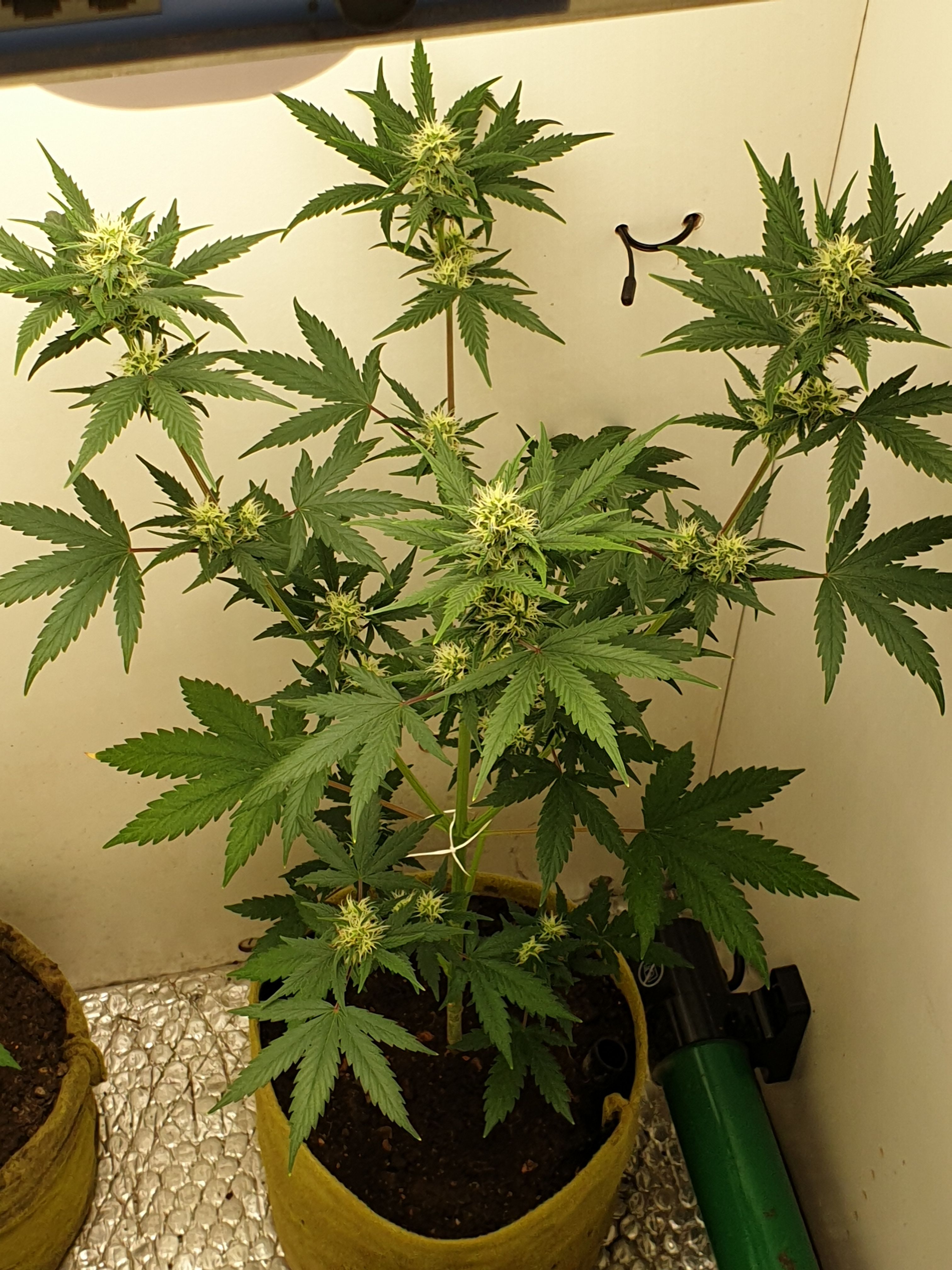 Straw banana 1 2024 growlog photo 7