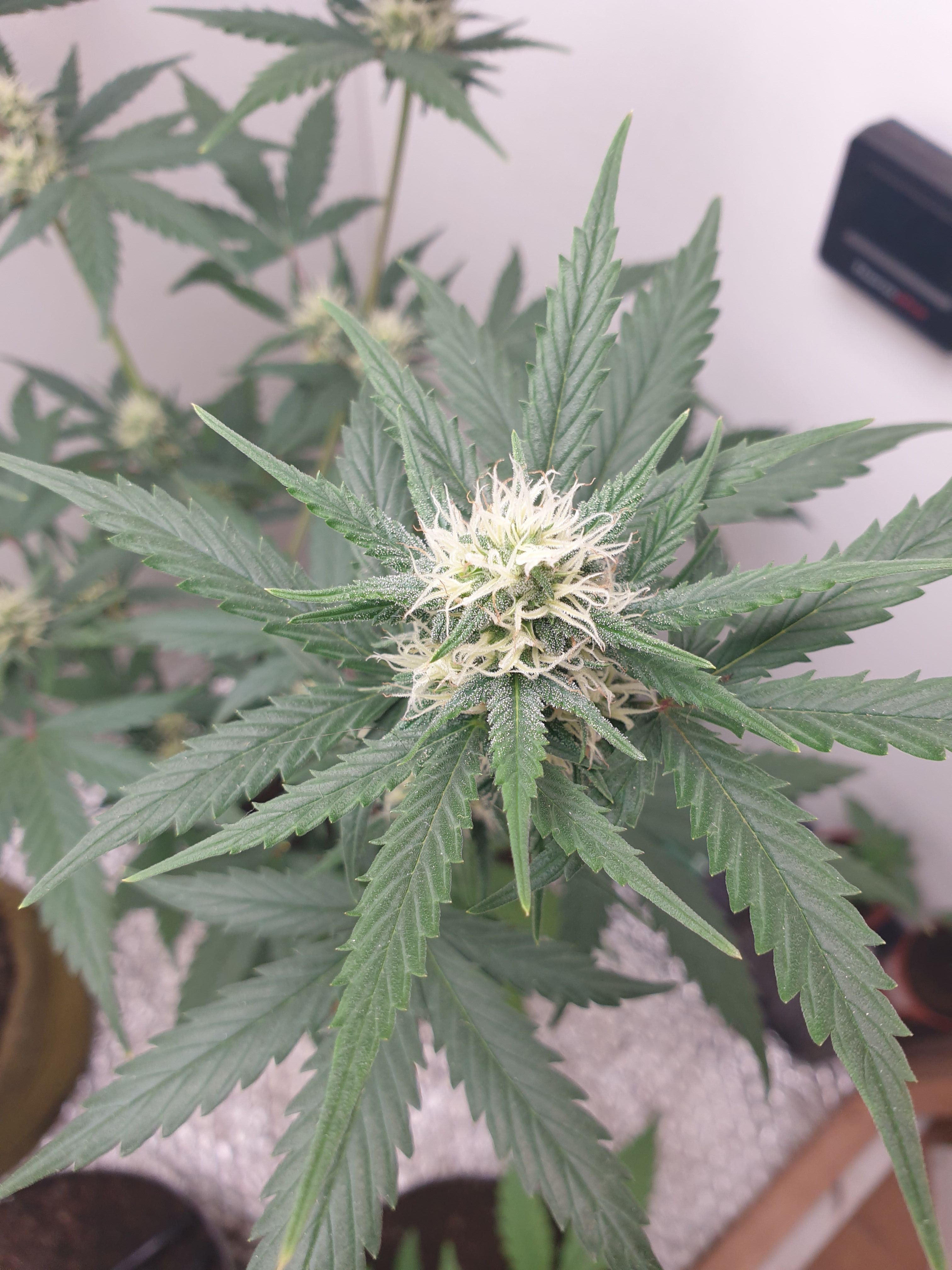 Straw banana 1 2024 growlog photo 6