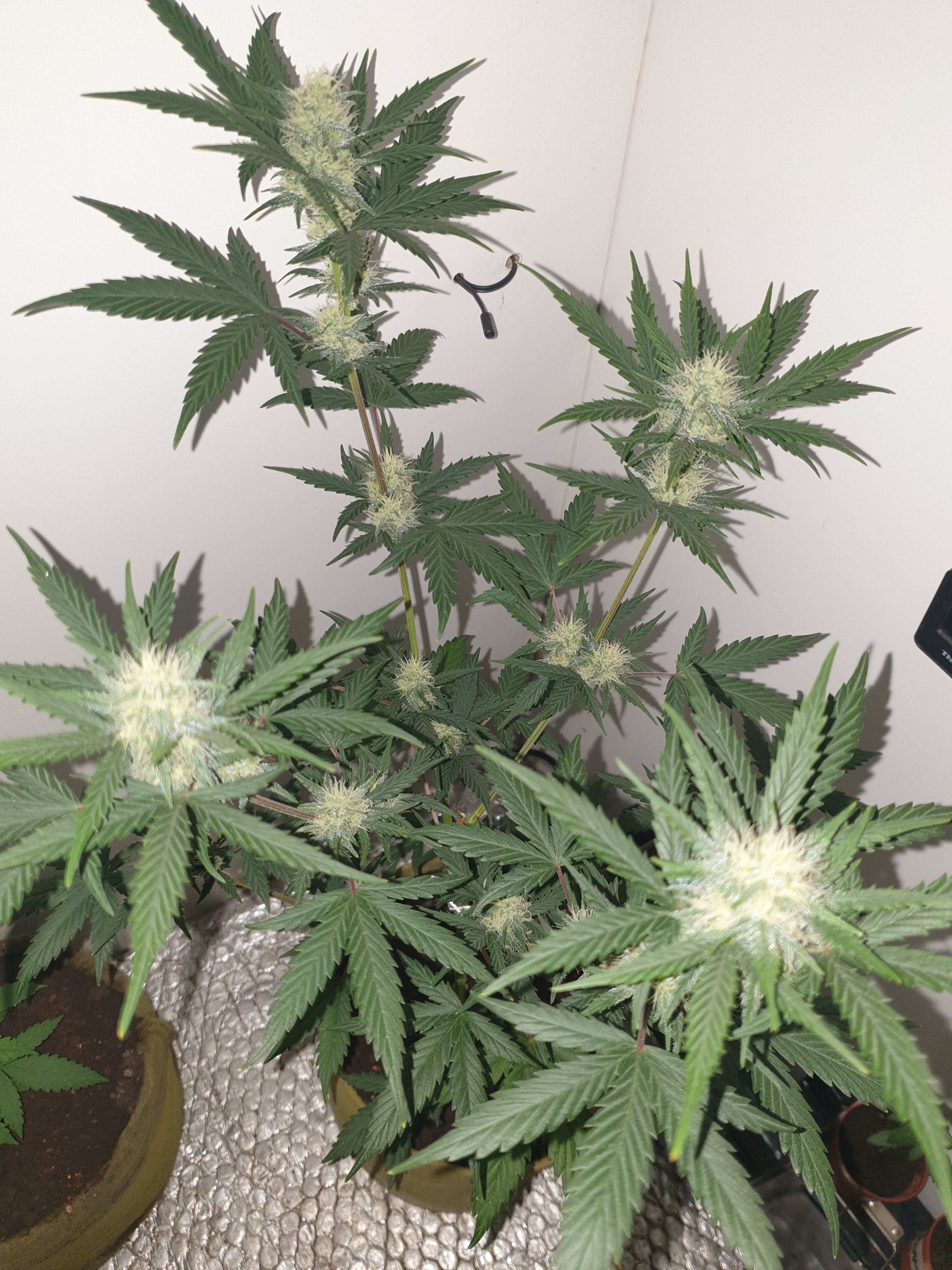 Straw banana 1 2024 growlog photo 8