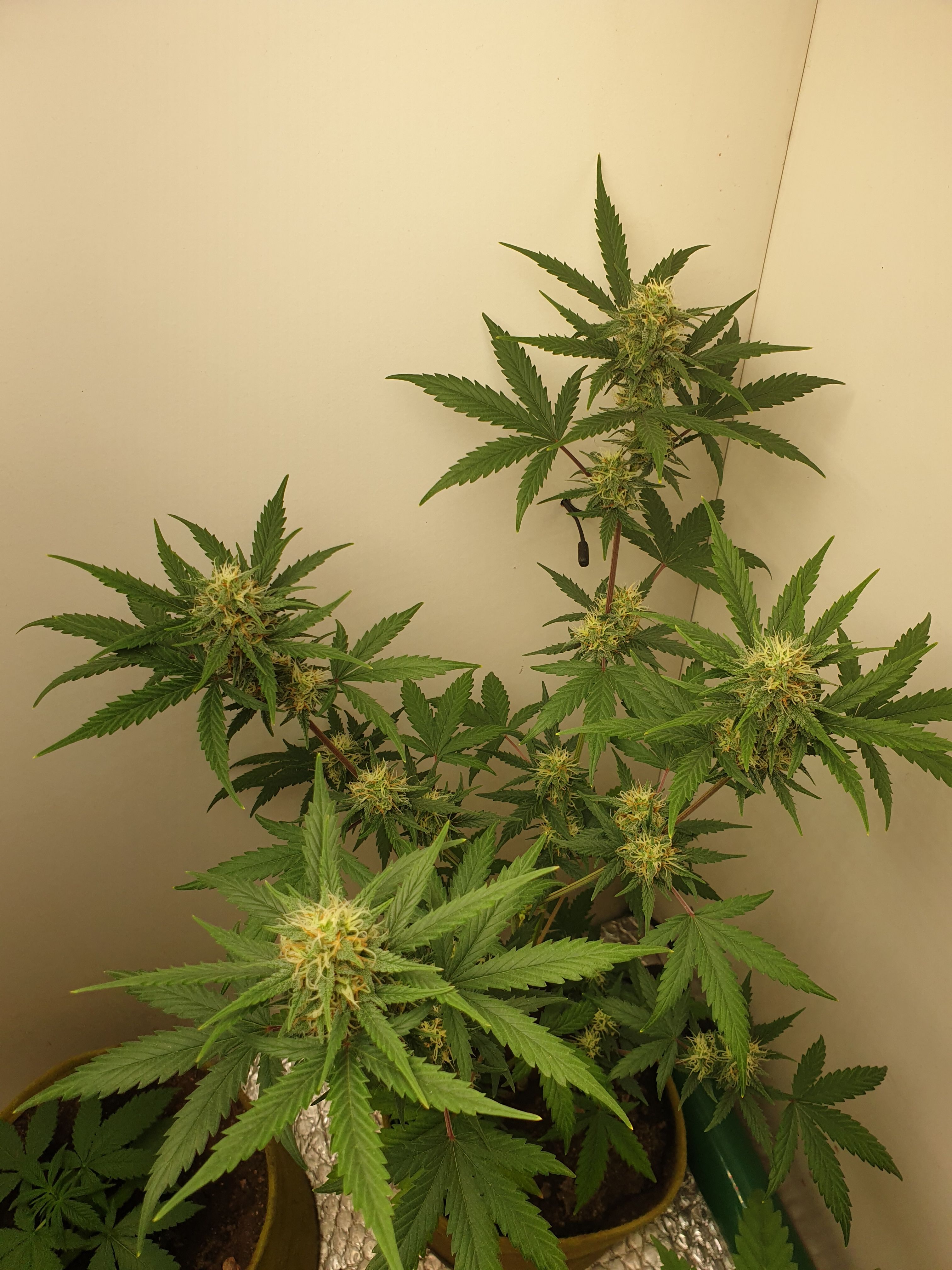 Straw banana 1 2024 growlog photo 11